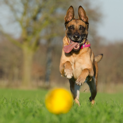 Lorem ipsum dolor sit