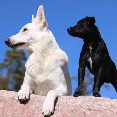 Lorem ipsum dolor sit